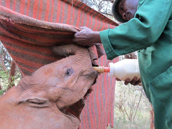 Kenya  Nairobi National Park e Animal Orphanage Elefan10