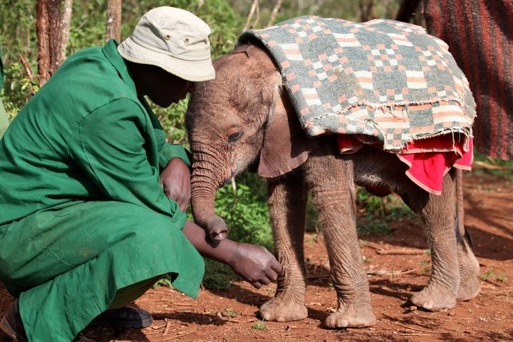 Kenya Daphne Sheldrick's Elephant Orphanage Elefan11