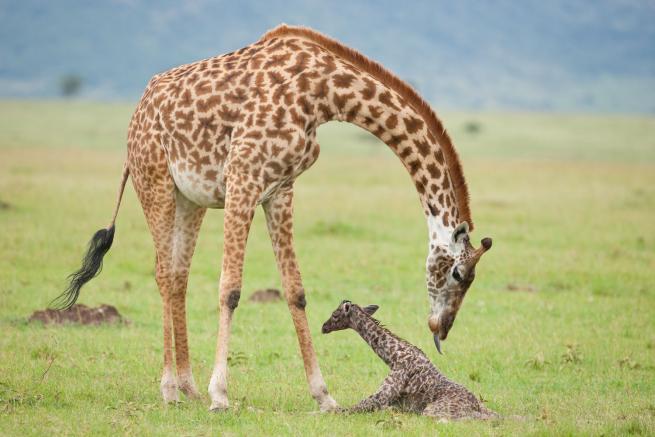 Kenya   Foto  I primi istanti di vita di una baby giraffa Giraff11