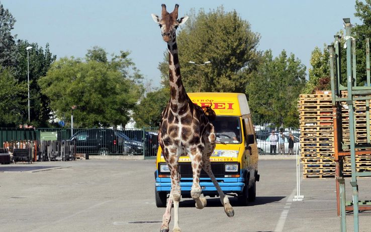 Kenya   O.T - Imola , la giraffa in fuga è stata uccisa Giraff13