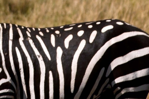 Kenya  Trovato esemplare di Zebra a pois Zebrap10