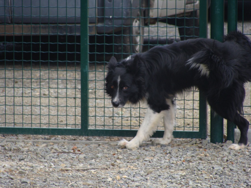 border collie mâle à sortir de fourrière (Normandie) Dsc07622