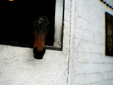 Photos & vidos de vos chevaux - Page 4 Lummy10