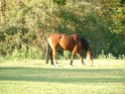 Photos & vidos de vos chevaux - Page 5 Jumper11