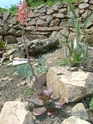 Aloé à reconnaitre 9 - Aloe maculata Photod10