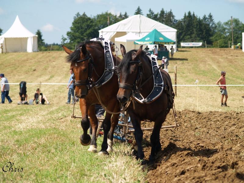 Franche-Comté terre de traits (Route des vins et du comté) P8211715