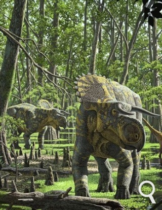 Le Nasutoceratops, cousin de triceratops aux narines démesurées 7f210f10