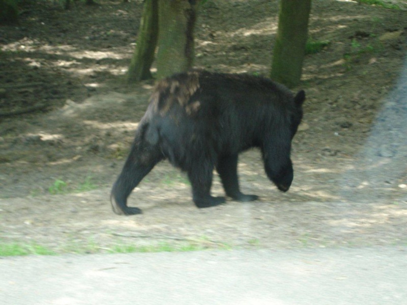 observer l'OURS - Page 3 Parc_a12