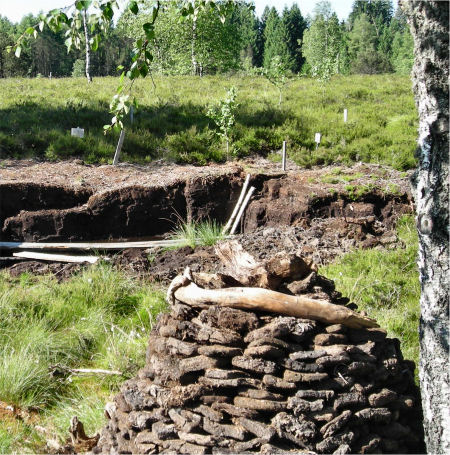 Les tourbières de Frasne dans le Doubs Tas_de12