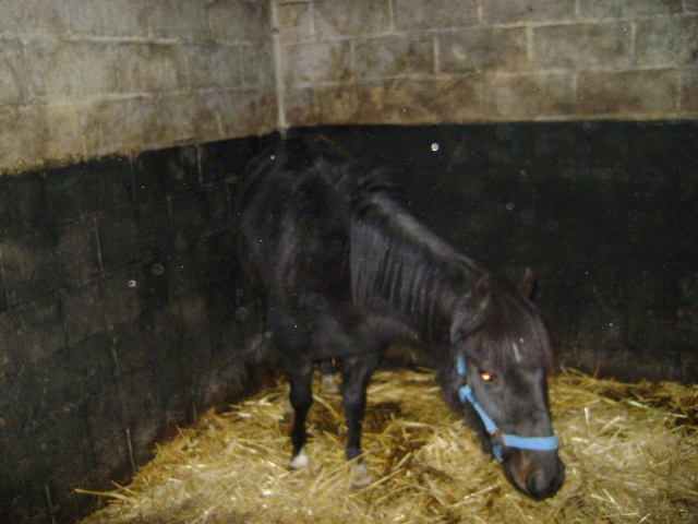 Belgique - Ponette Hackney - 15 ans - 1m10 - 250 euros - Sauvée! 01010