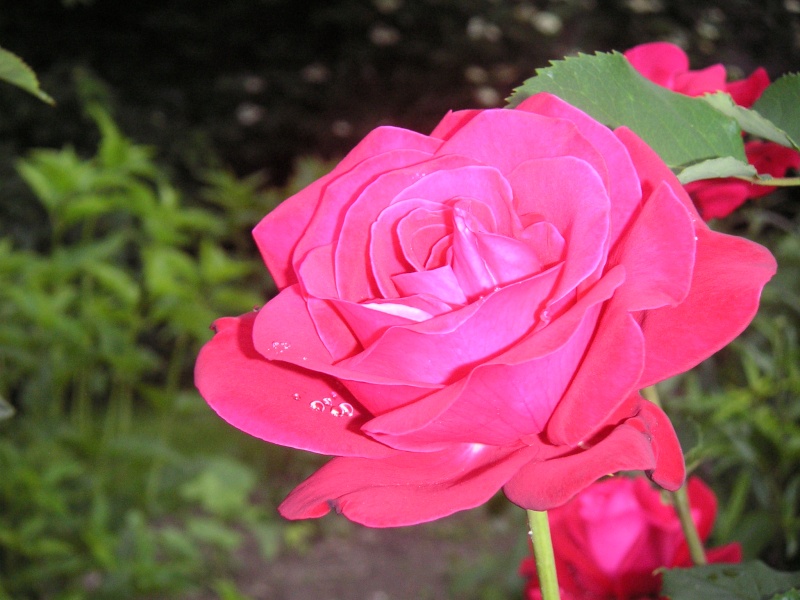 marken - Blumengruß aus Deutschland - Dauerserie Blumen Rotero10