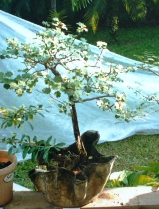 Dombeya rotundifolia Origin10