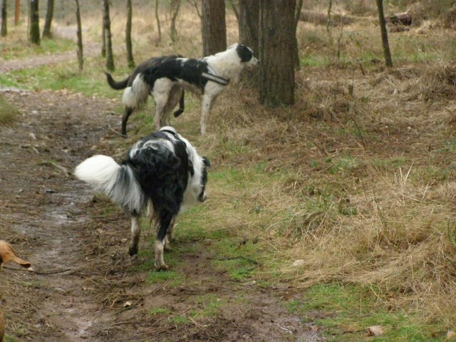 Gibson male type border collie 2 ans et demi, malvoyant - Page 3 11012011