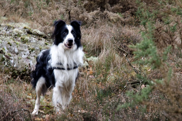 Gibson male type border collie 2 ans et demi, malvoyant - Page 3 Balade10