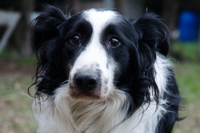 Gibson male type border collie 2 ans et demi, malvoyant - Page 3 Gibson11