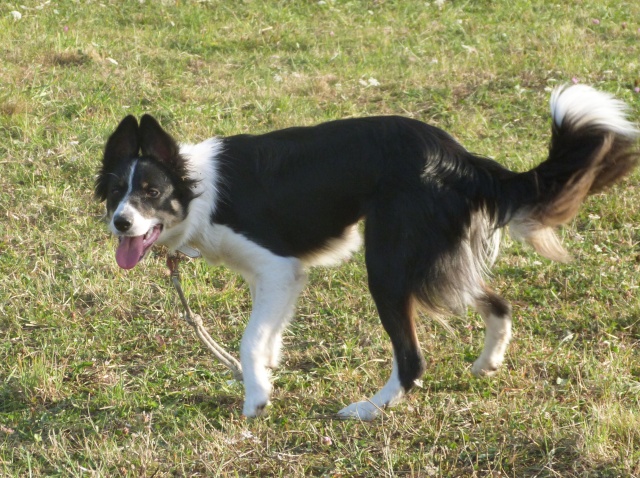 border - le sujet de la rééducation de Gipsi jeune border collie en FA - Page 9 P1090513