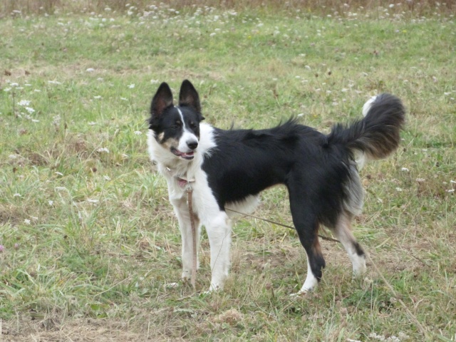 le sujet de la rééducation de Gipsi jeune border collie en FA - Page 10 P1090711