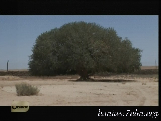 الشجرة التي استظل بظلها الرسول عليه الصلاة والسلام  188