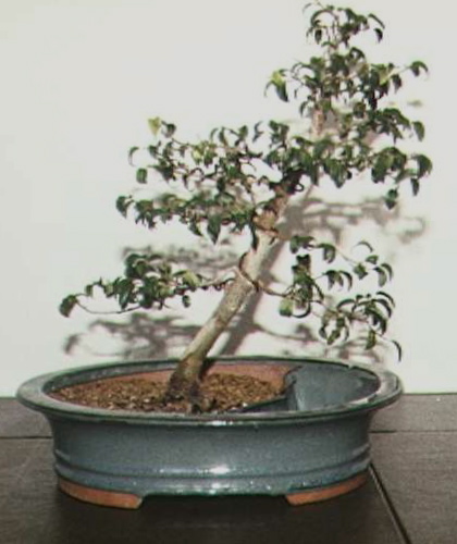 Ficus 'TooLittle' in the North Toolit10
