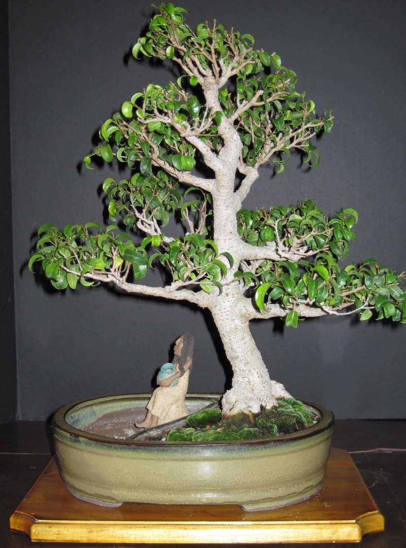 Ficus 'TooLittle' in the North Toolit12