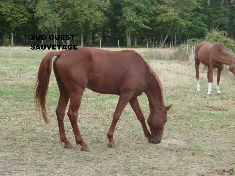 UKAPULCO DU BOCAGE SAUVE (et Viking de la noé) Octobr27