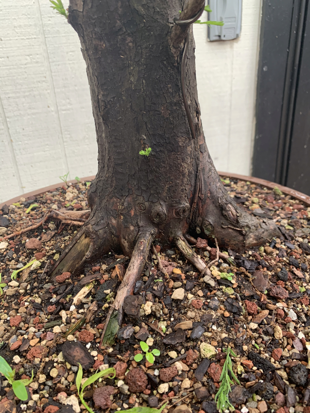 Split Trunk Bald Cypress--First Styling Bald_c12