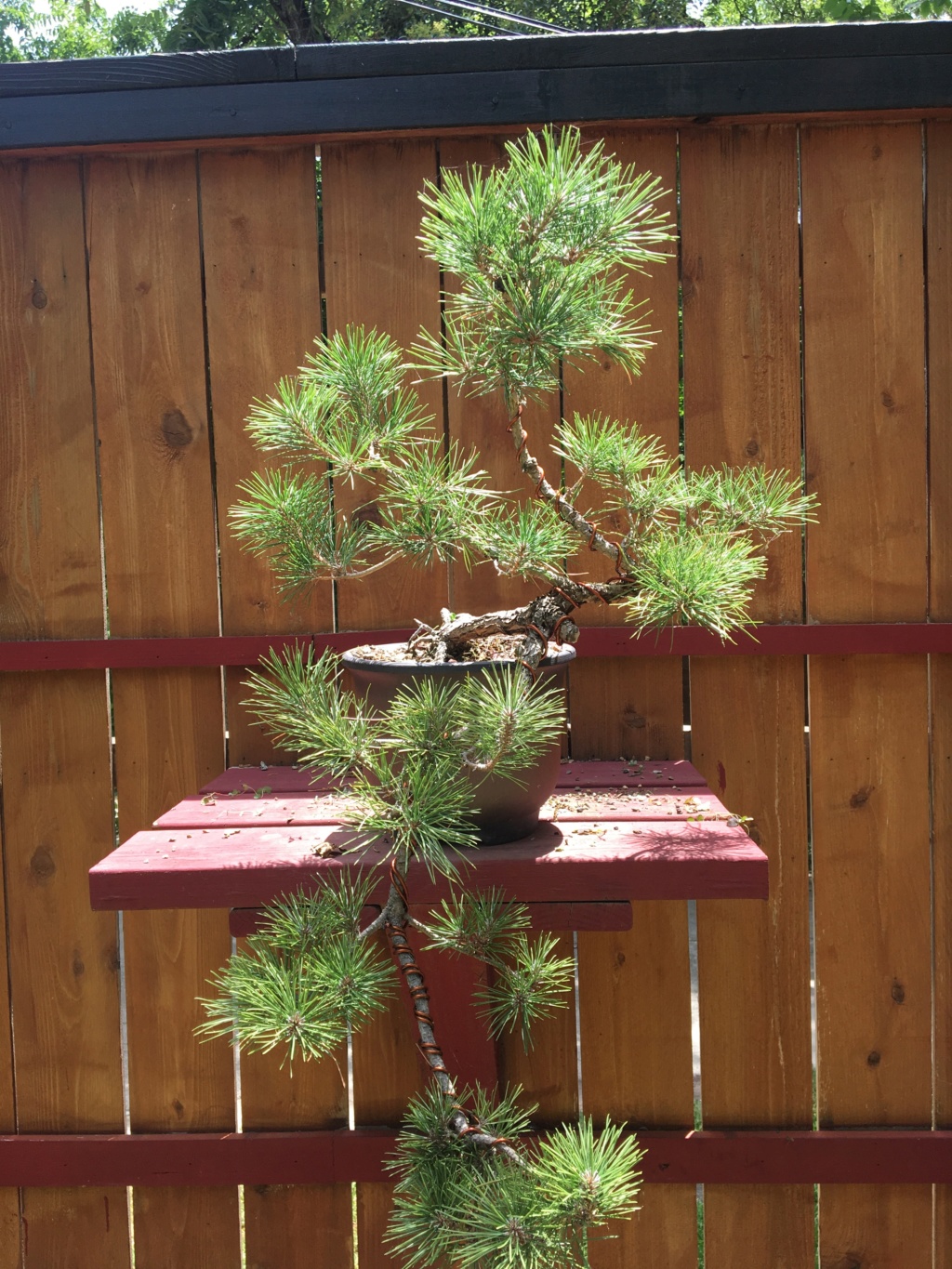 14Y.O. JBP Cascade from Seed Img_7211