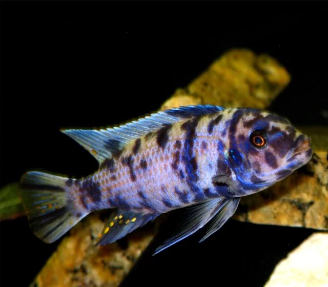 Blue Blotch Cobalt zebra Metriaclima callainos Slims10