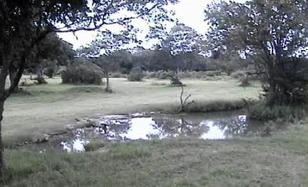 Post your Africam Pics - Page 9 Mwsnap20