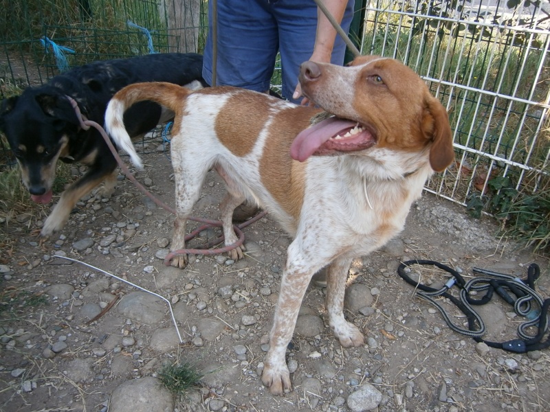 JOHN, 3 ans 1/2 (depuis chiot au refuge), Refuge des Bérauds à romans (26) John10