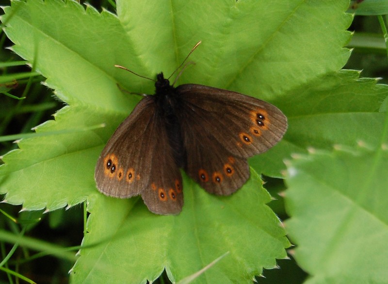 Erebia Sp Erebia11