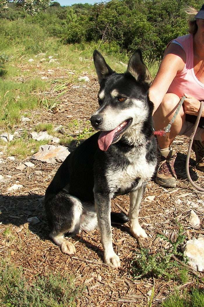   SOS Gino, type Husky, amputé d'une patte, 2 ans, spa de Montpellier REF:34 ADOPTE Gino_l12