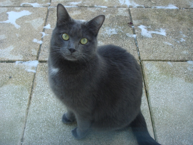 Perdu chatte croisée chartreux de 2 ans --> rentrée chez elle ! Dsc00611