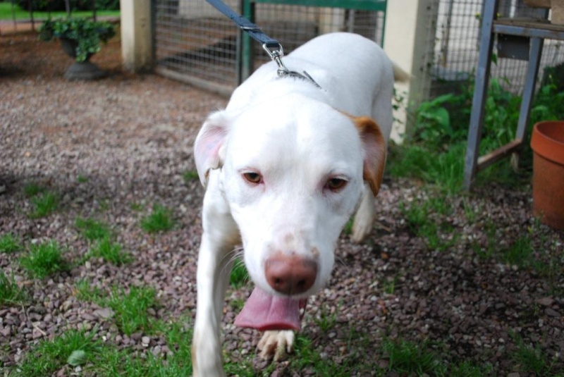 Urgent - ALI - x labrador blanc 7 ans (4 ans de refuge) Refuge d'Aunay s/odon (14) Alibab10