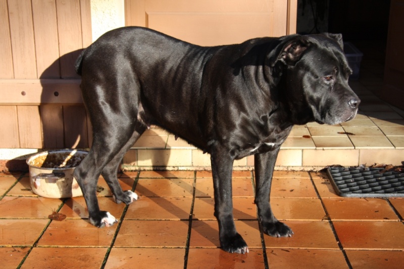 TANIA Croisé cane Corso  8 ans recherche une nouvelle famill Tania110