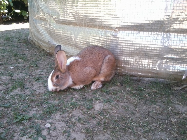 [Adopté]Mikado, jeune lapin bicolore de grande taille [Ani-nounou] Photo011