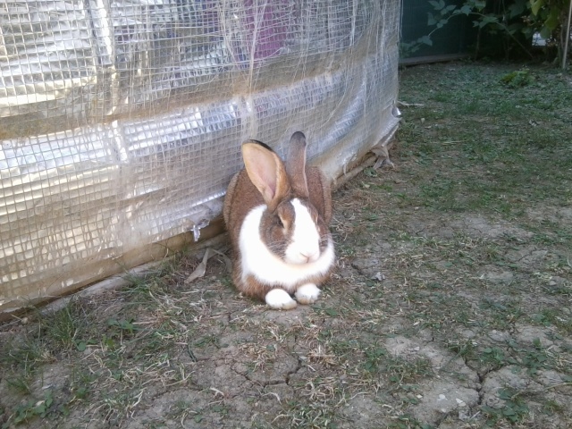 [Adopté]Mikado, jeune lapin bicolore de grande taille [Ani-nounou] Photo016