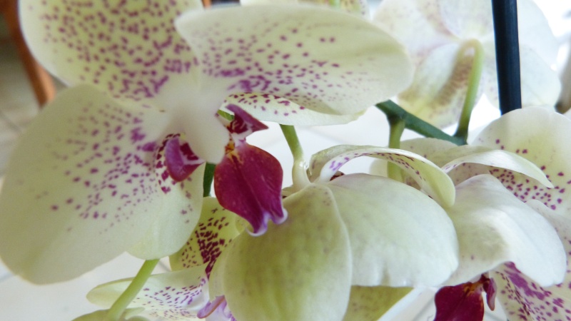3 nouvelles orchidees  P1020111