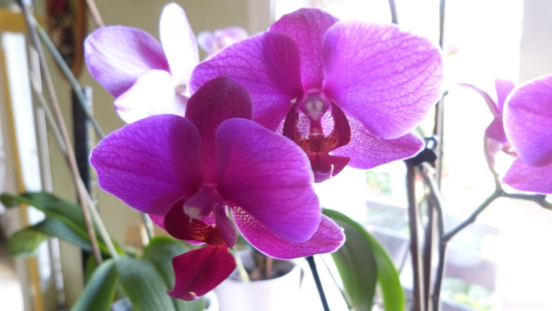 3 nouvelles orchidees  P1020119