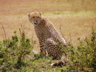 Kenya -  safari di una settimana - Pagina 2 P1000712