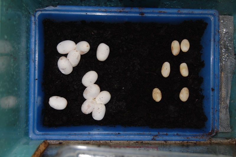 Calloselasma rhodostoma eggs.... Dsc_0033