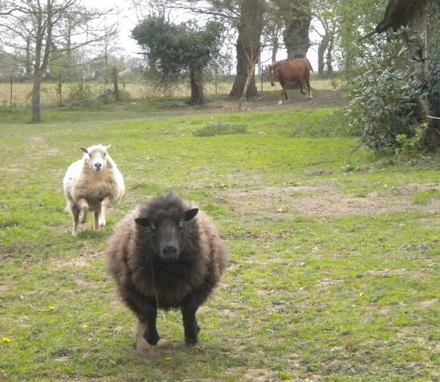 mouton - mouton et poney Shetland 2010_012