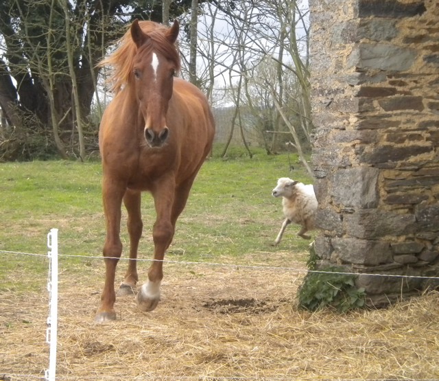 mouton - mouton et poney Shetland 2010_013