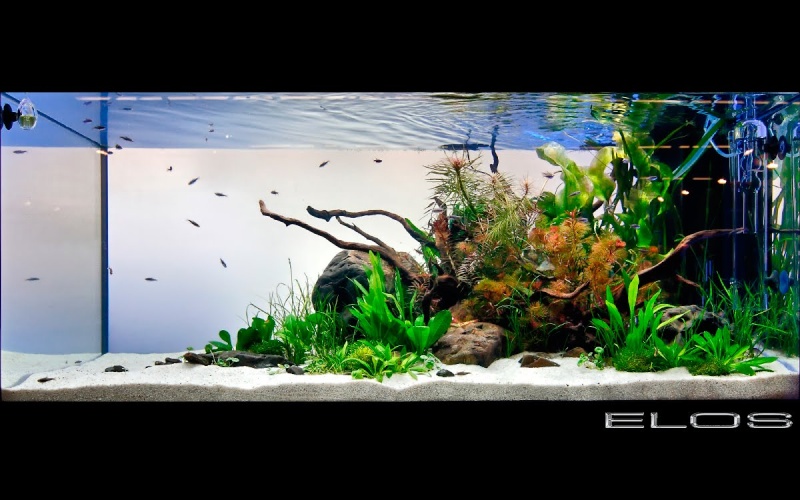 Freshwater Aquascaping Layout10