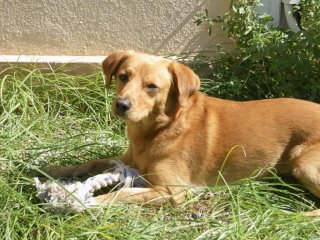 sunny labrador 5 ans TRES URGENT 45137_10