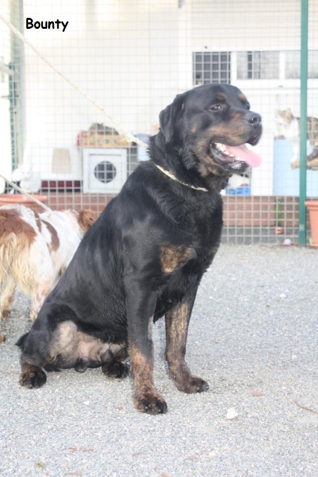 BOUNTY ROTT MALE 4 ANS Bounty10