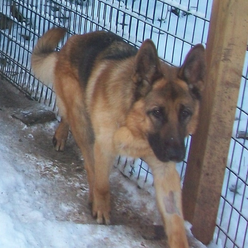 DJERRY Berger Allemand male  2 ans  La_nei11