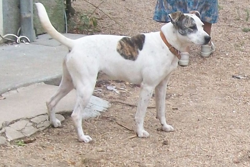 SKYE, X bull terrier&dogue argentin de 1 an - en pension (72) Les_lo10