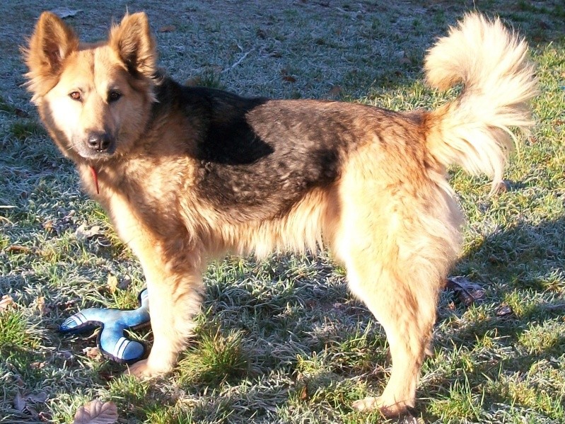 LOLA type Berger allemand 7 ans Les_lo33