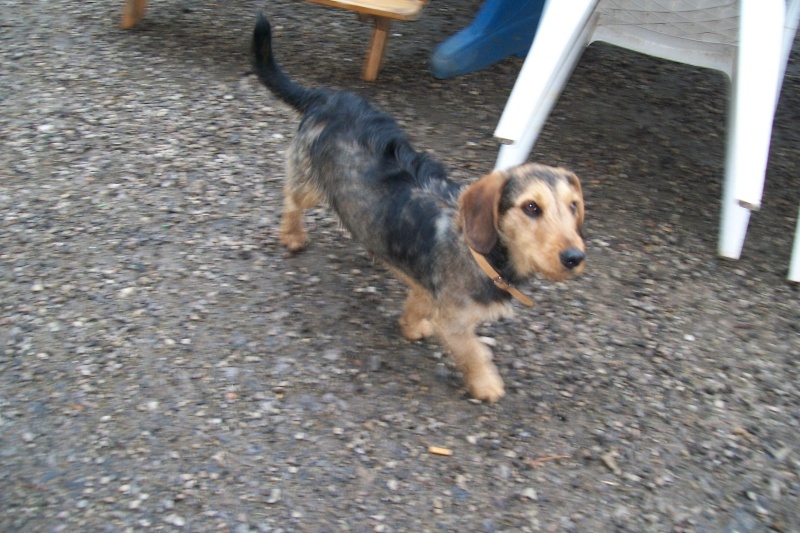 ELVIS, croisé beagle/teckel, 1 an (72) Ma_mai12